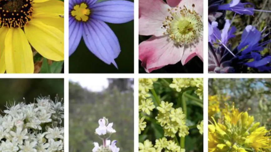 Floral Faceoff: You Can Vote to Choose San Diego’s New Official Flower