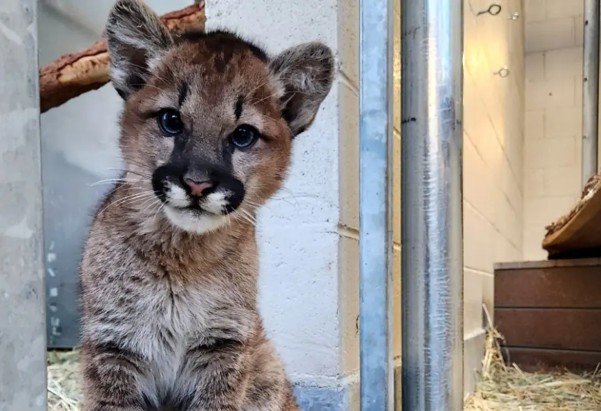Oakland Zoo gives update on trio of rescued mountain lion cubs