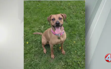 Ginger 'loves to snuggle,' looking for her forever home