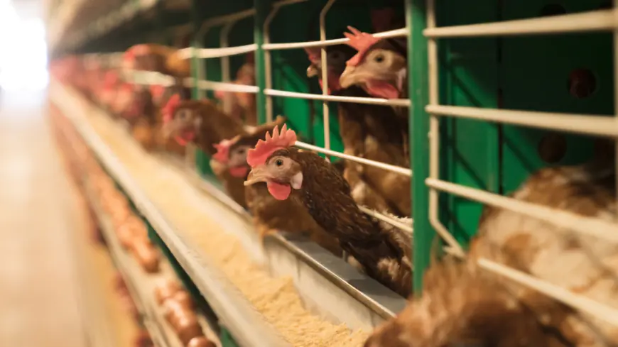 Trump administration cancels plans to develop a bird flu vaccine