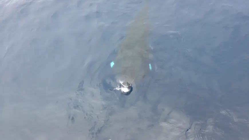 Whale watching tour off Newport Beach gets rare visit from 'phantoms' of the Pacific