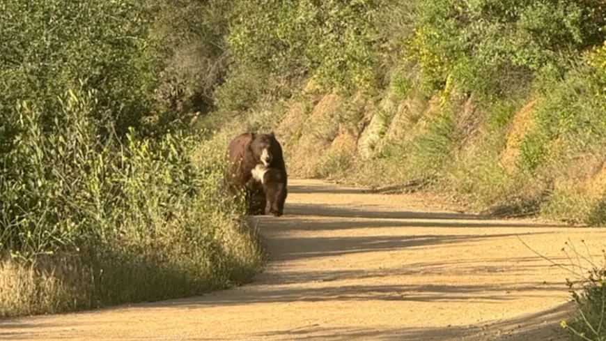 Close call with bear at Claremont Wilderness Park caught on video