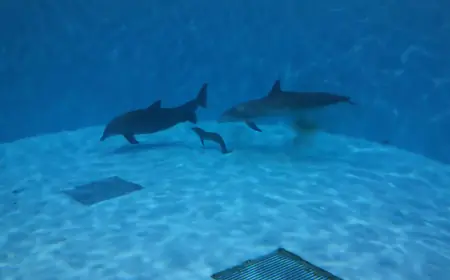‘Devastated': Dolphin calf born at Brookfield Zoo suddenly dies days after birth