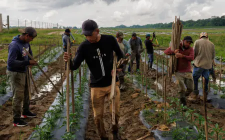 As labor costs rise, AI is learning to farm