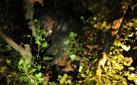 No soft-sided shelters: Aspen rangers report increased bear activity near campground