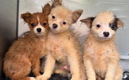 101  dogs rescued from alleged puppy mill in NC home