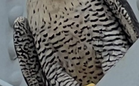 Superfly peregrine falcon dads celebrate Father’s Day atop NYC bridges