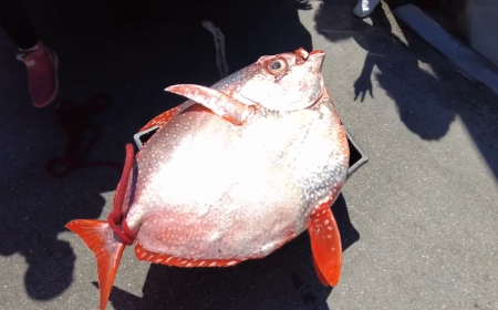 Woman reels in rare Moonfish off the coast of Fort Lauderdale