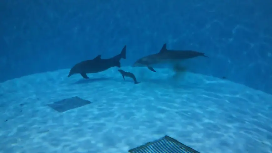‘Devastated': Dolphin calf born at Brookfield Zoo suddenly dies days after birth
