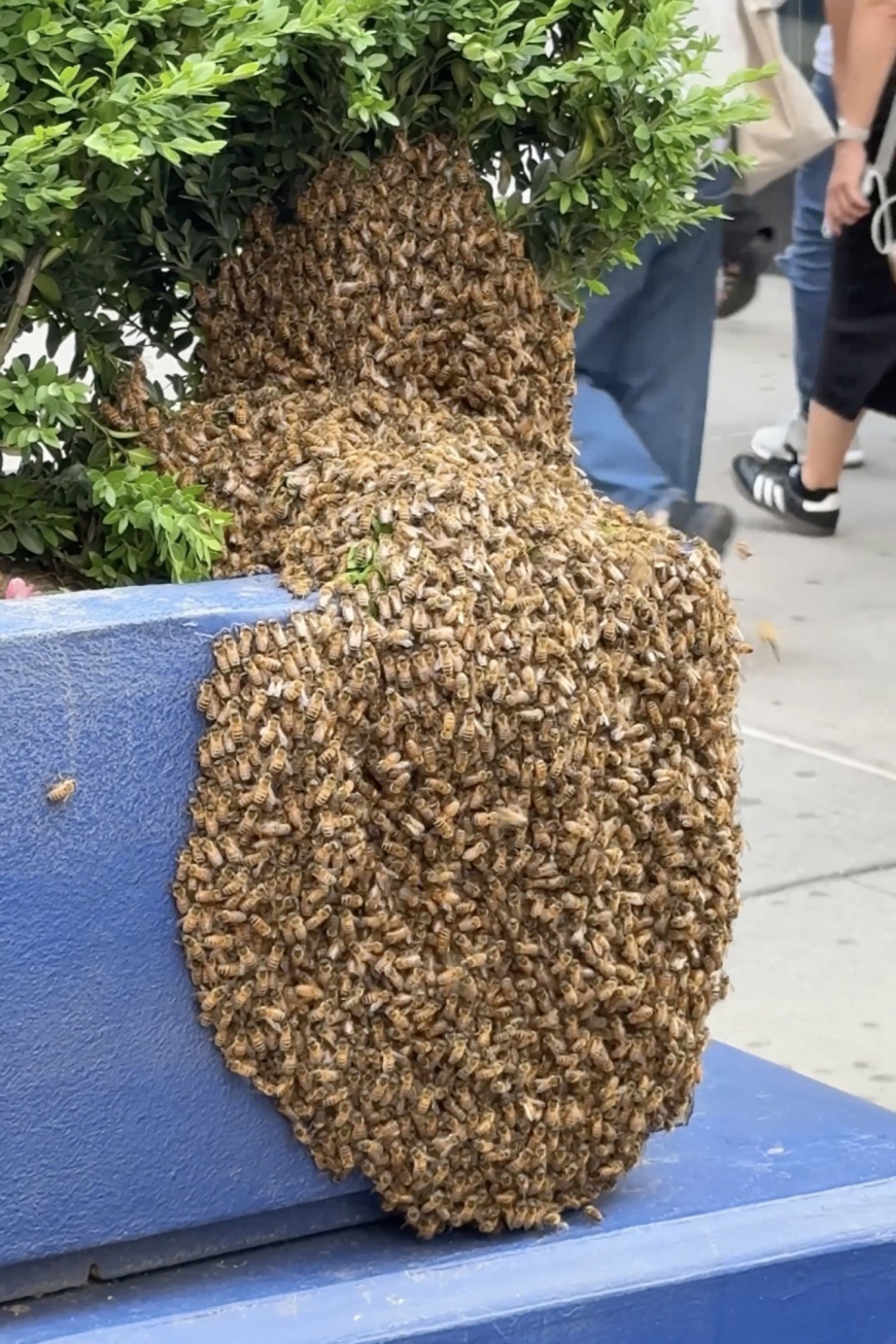 Why are there bee swarms buzzing through NYC — and what to do if you see one